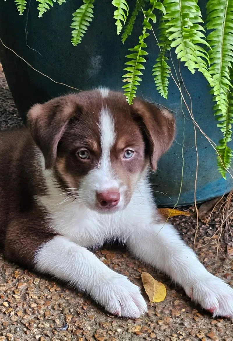 Puppy Raymond thumbnail 2