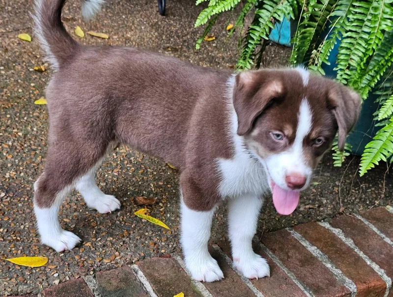 Puppy Raymond thumbnail 3