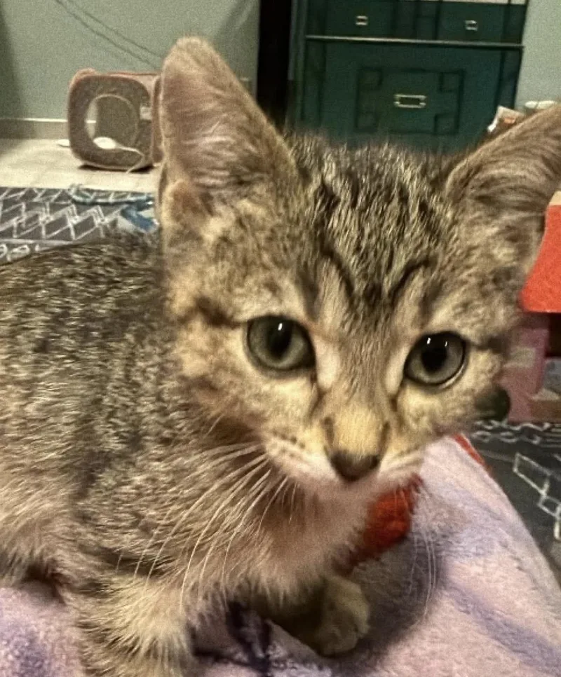 A baby small-sized female Domestic Short Hair cat named Florence for adoption in Lockport, IL