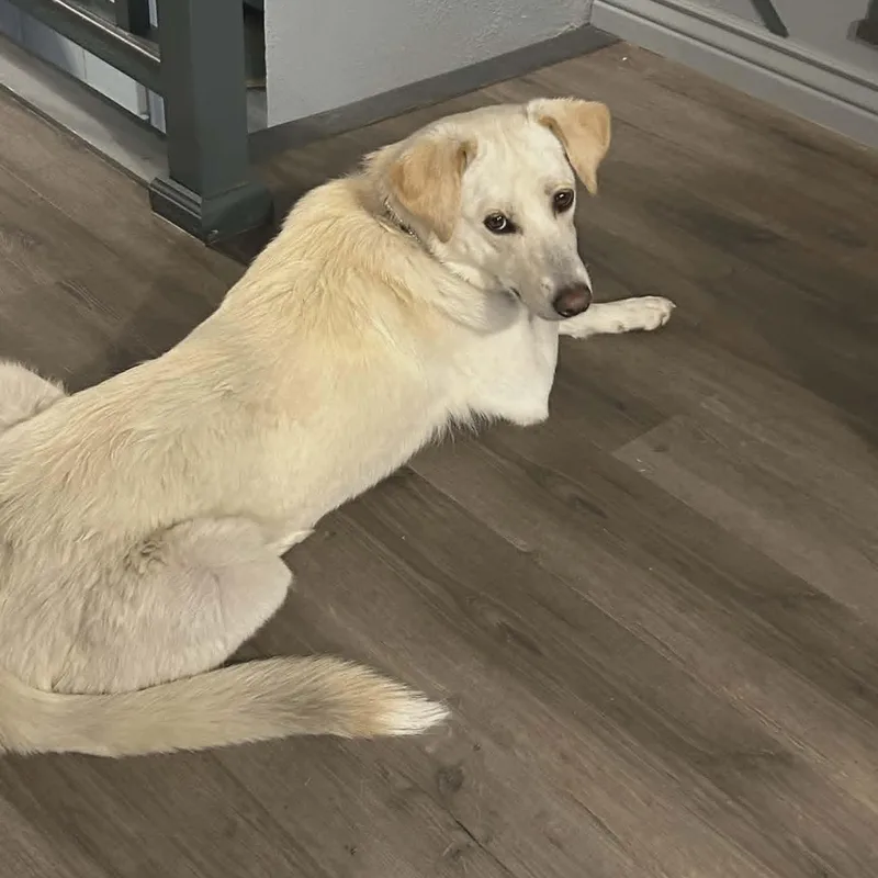 A young medium-sized female Yellow / Tan / Blond / Fawn Labrador Retriever dog named Sierra for adoption in Loveland, CO