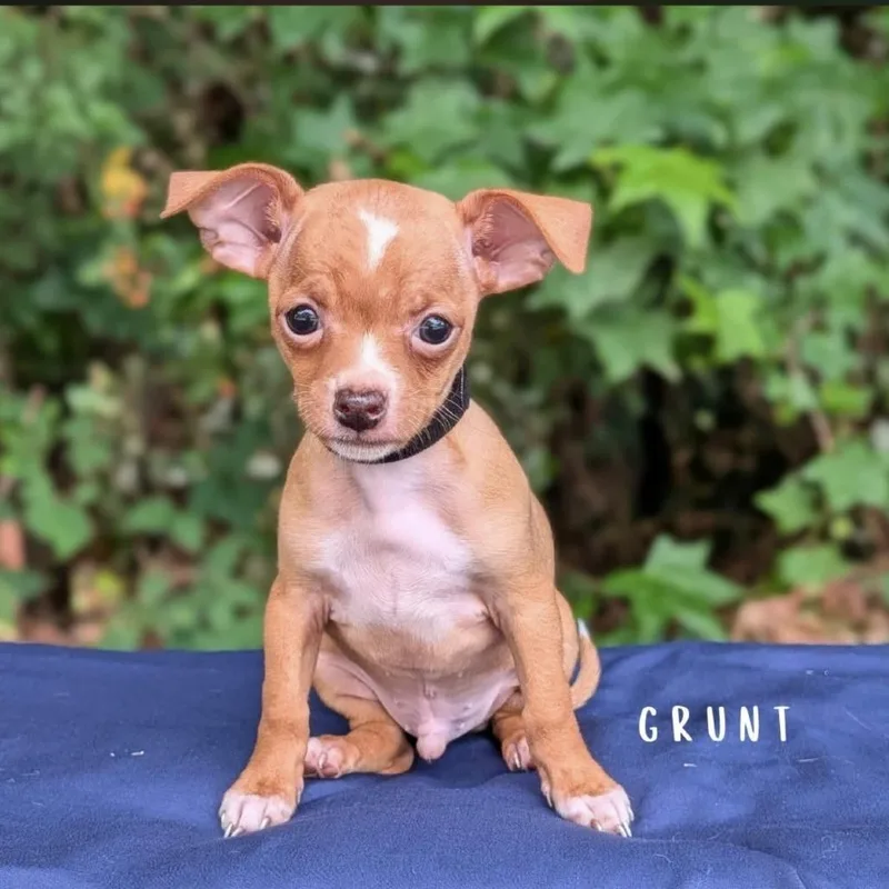 Grunt
