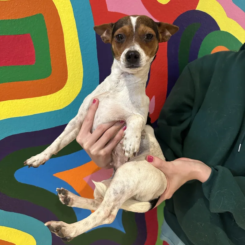 Penny Lane thumbnail 2