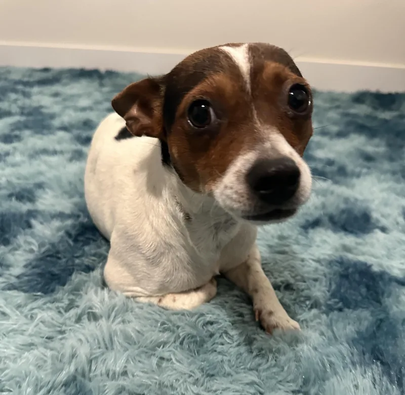 Penny Lane thumbnail 5