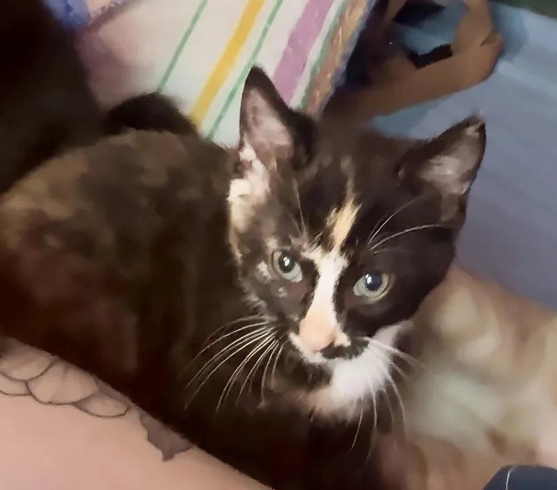 A baby medium-sized female Tortoiseshell Domestic Short Hair cat named Petunia for adoption in Nashville, TN