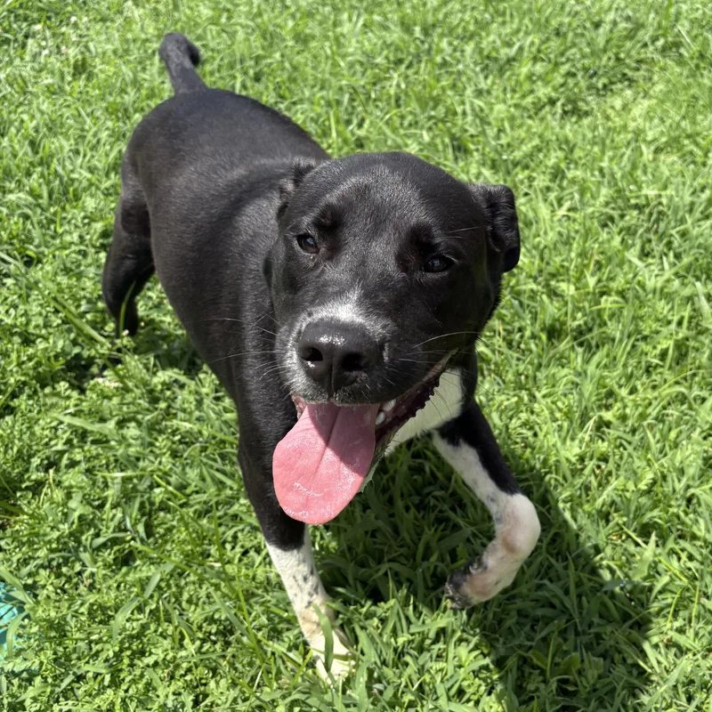A young medium-sized male Black Labrador Retriever dog named Comet for adoption in Bardstown, KY