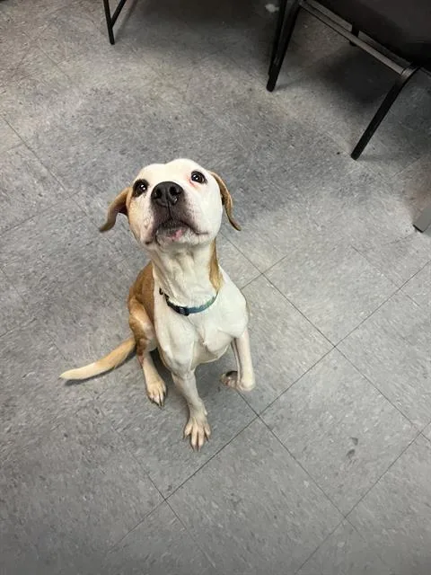 An adult medium-sized male Pit Bull Terrier dog named Payton for adoption in Casper, WY