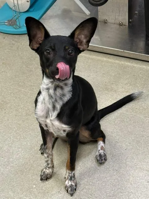 A young small-sized female Harlequin Australian Cattle Dog / Blue Heeler dog named Bloom for adoption in Tallahassee, FL