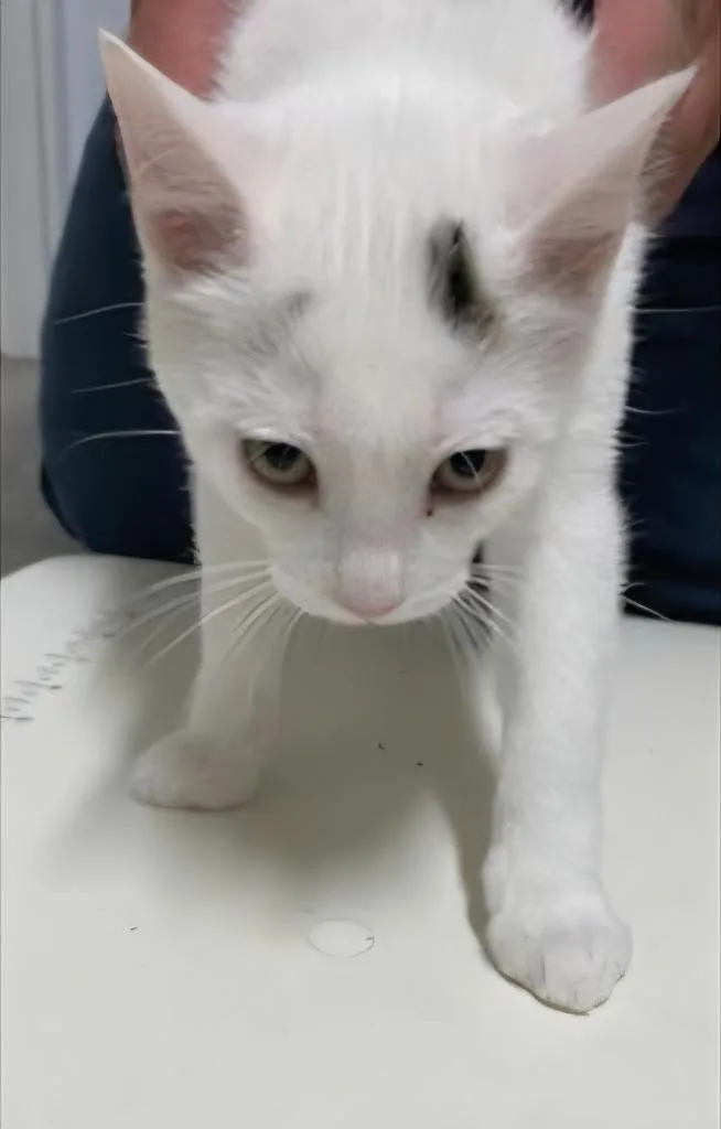 A baby medium-sized male Domestic Short Hair cat named Beetle for adoption in Medford, WI