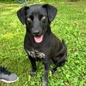 A young medium-sized female Black Labrador Retriever dog named Raven for adoption in Alexandria, VA