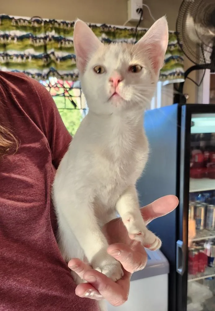 A baby medium-sized male Domestic Short Hair cat named Buzz for adoption in East Greenville, PA