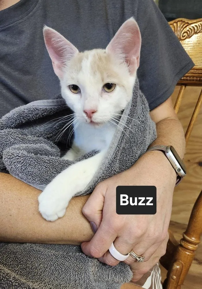 Buzz thumbnail 3