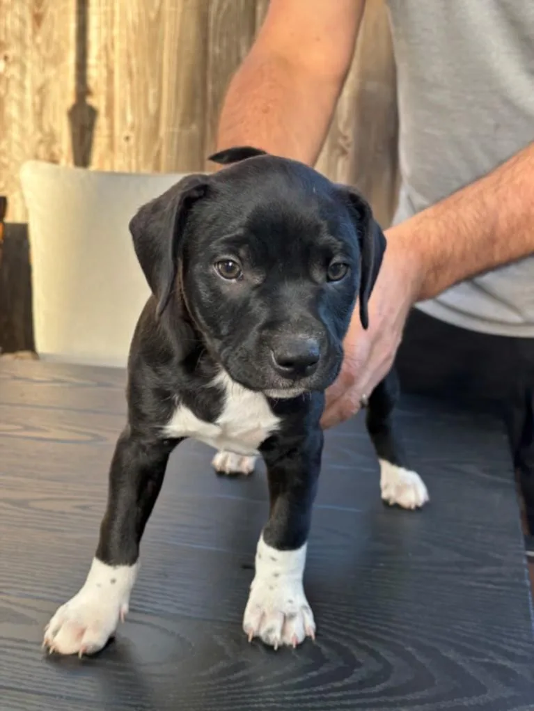 A baby small-sized male Staffordshire Bull Terrier dog named Lennon for adoption in Santa Cruz, CA