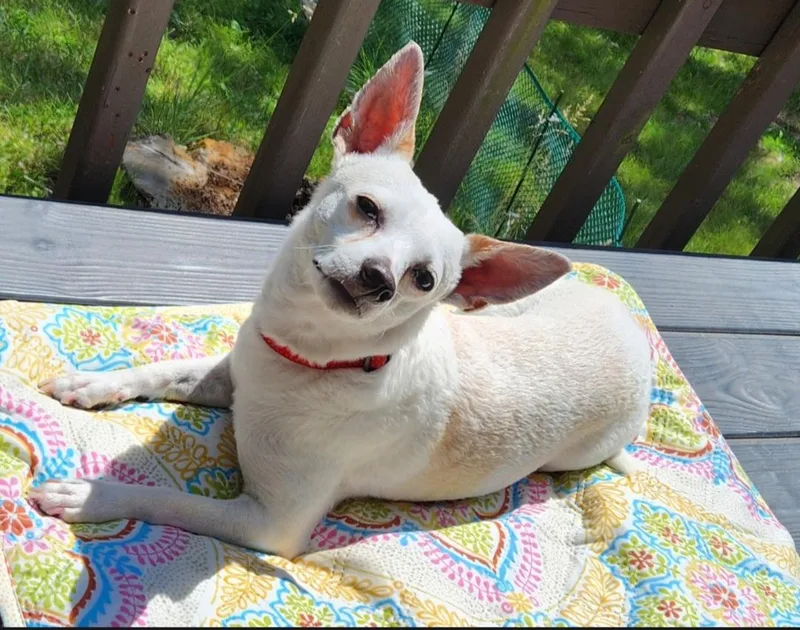 An adult small-sized female Chihuahua dog named Agnes for adoption in merrillville, IN