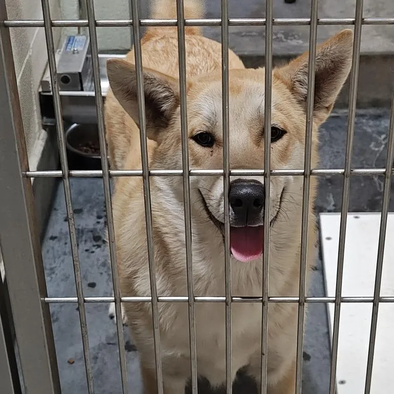 A baby large-sized male Yellow / Tan / Blond / Fawn Shepherd dog named Alfie for adoption in Upland, CA