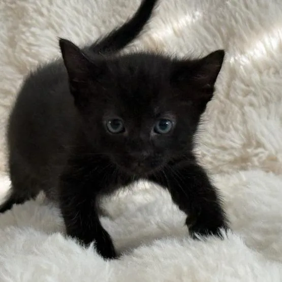 A baby small-sized female Black Domestic Short Hair cat named Alicia for adoption in Houston, TX