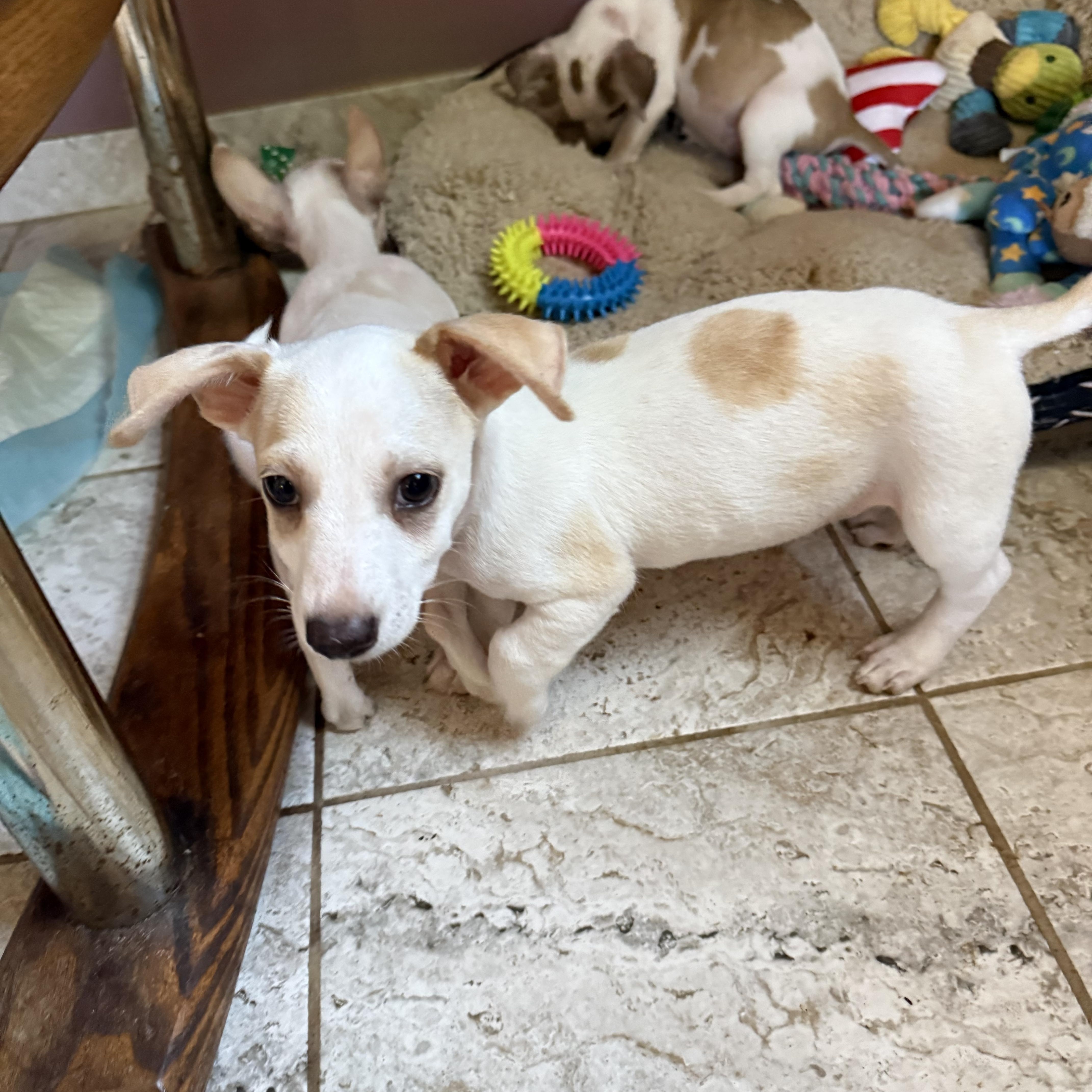 A baby small-sized male White / Cream Chihuahua dog named Raspberry for adoption in Kentwood, MI