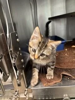A baby small-sized female Domestic Short Hair cat named Rune for adoption in Lees Summit, MO