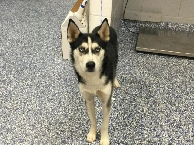 A young medium-sized male Husky dog named Bark Ruffalo for adoption in Thousand Palms, CA