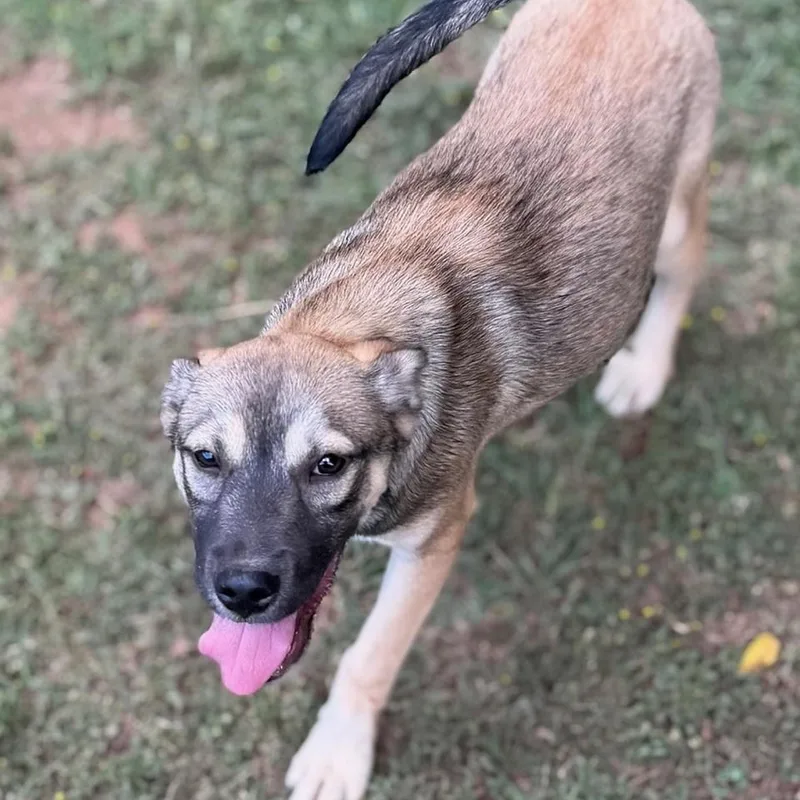 A young medium-sized female Bicolor Shepherd dog named Peach for adoption in Summerdale, AL