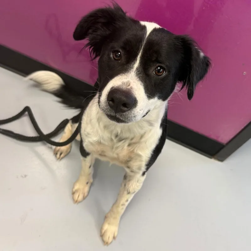 An adult medium-sized male Mixed Breed dog named Joey for adoption in Ponca City, OK