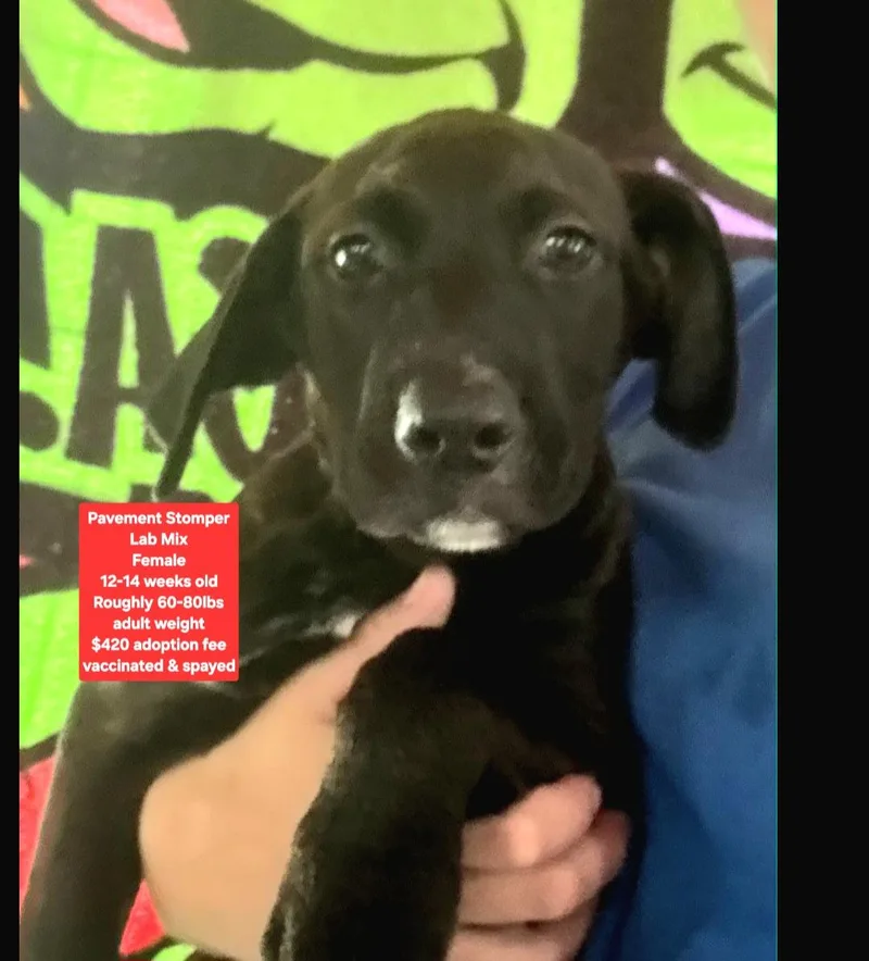 A baby large-sized female Black Labrador Retriever dog named Pavement Stomper for adoption in Oviedo, FL