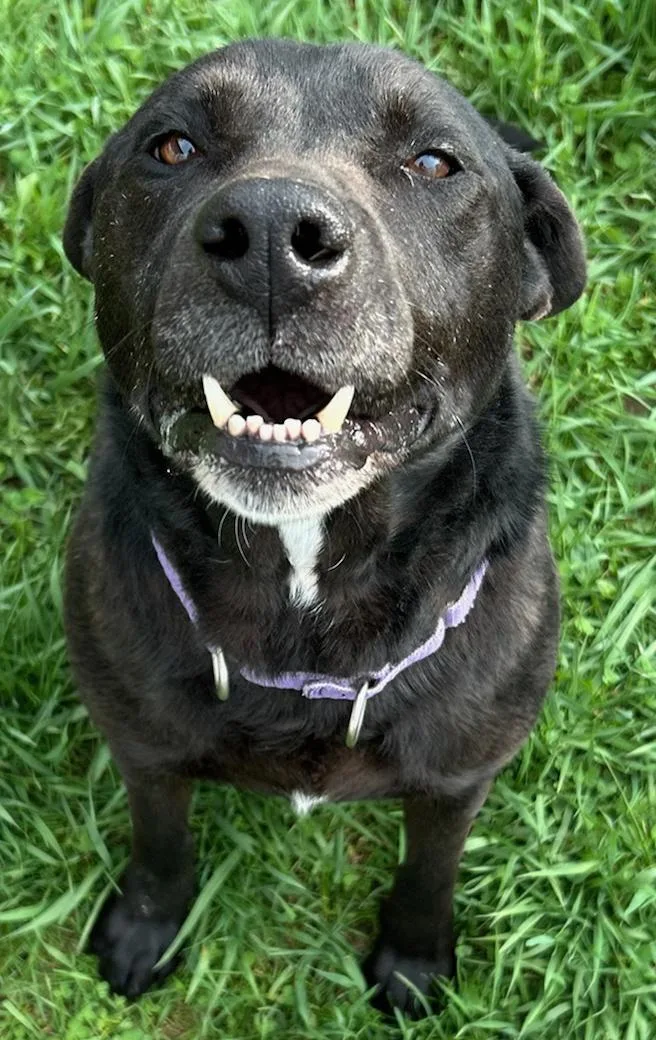 An adult medium-sized female Black Mixed Breed dog named Ella for adoption in Neillsville, WI