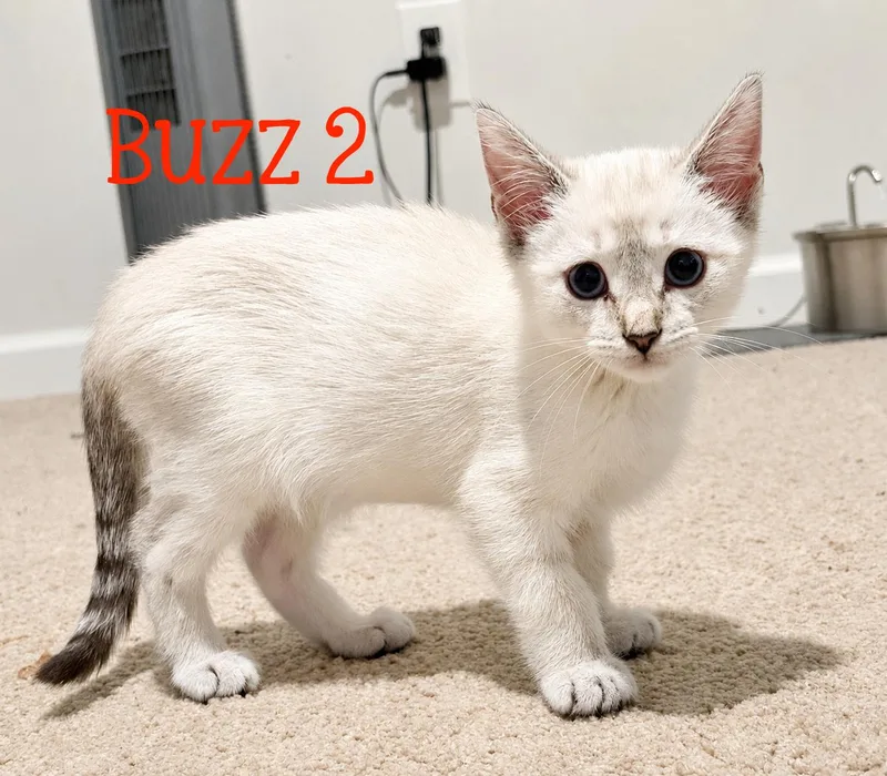 Buzz ...your new favorite thumbnail 2