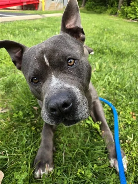 A young large-sized male Terrier dog named Dobby for adoption in Olivette, MO