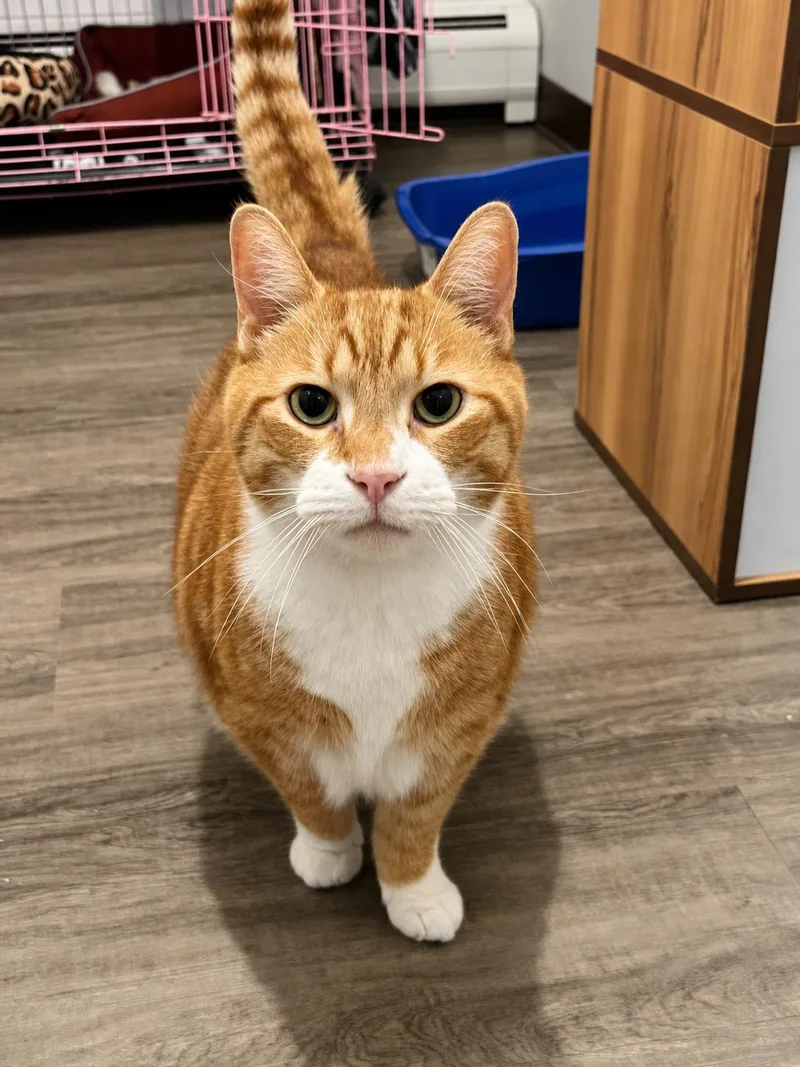 A senior large-sized male Orange & White Domestic Short Hair cat named Cabot for adoption in Orleans, VT