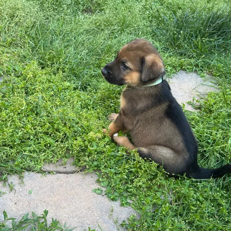 A baby small-sized male Brown / Chocolate Mixed Breed dog named Zaphram for adoption in Fredericksburg, VA