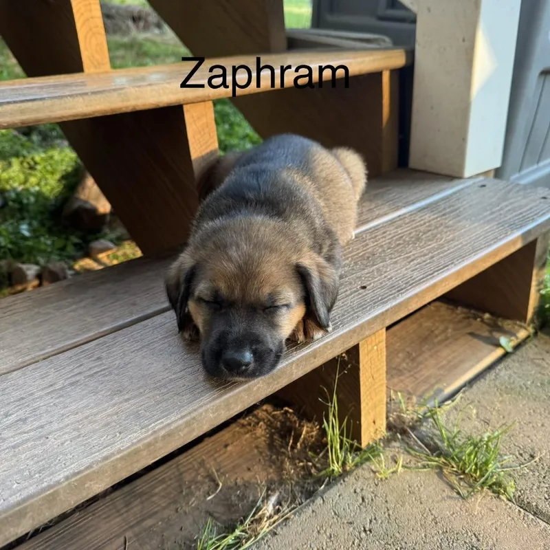 Zaphram thumbnail 6