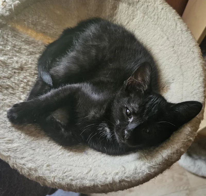A baby medium-sized female Black Domestic Short Hair cat named Daisy for adoption in Toledo, OH