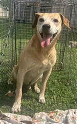 An adult medium-sized male Mixed Breed dog named Charlie for adoption in Dallas, TX