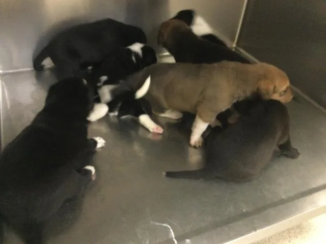 A baby small-sized female Saint Bernard dog named A for adoption in Riverside, CA