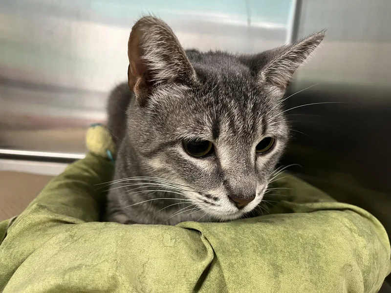 An adult medium-sized female Domestic Short Hair cat named Rosa for adoption in Trenton, NJ