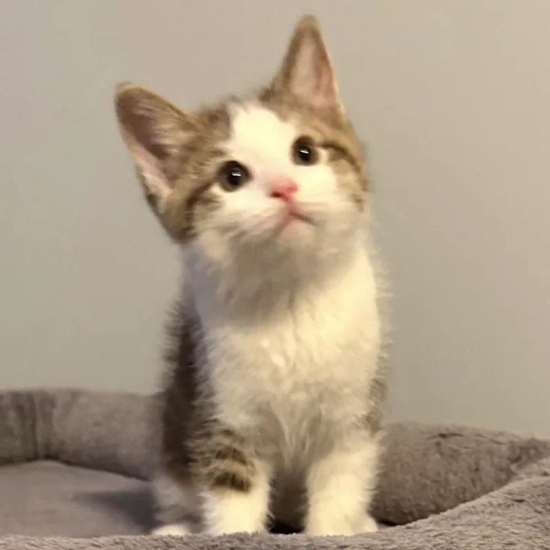 A baby small-sized male Brown / Chocolate Domestic Short Hair cat named Cooler for adoption in Washington Township, OH