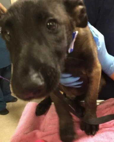 A baby small-sized male Belgian Shepherd / Malinois dog named Spark for adoption in Riverside, CA