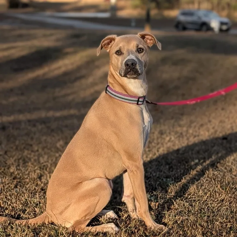 An adult medium-sized female Yellow / Tan / Blond / Fawn German Shepherd Dog dog named Francesca for adoption in Covington, GA