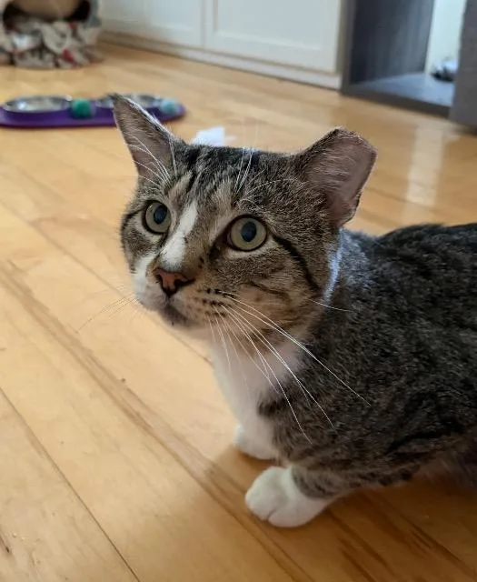 A young medium-sized male Domestic Short Hair cat named Beefcake for adoption in Pawtucket, RI
