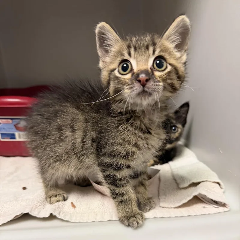 A baby small-sized male Domestic Short Hair cat named Bug for adoption in Coralville, IA