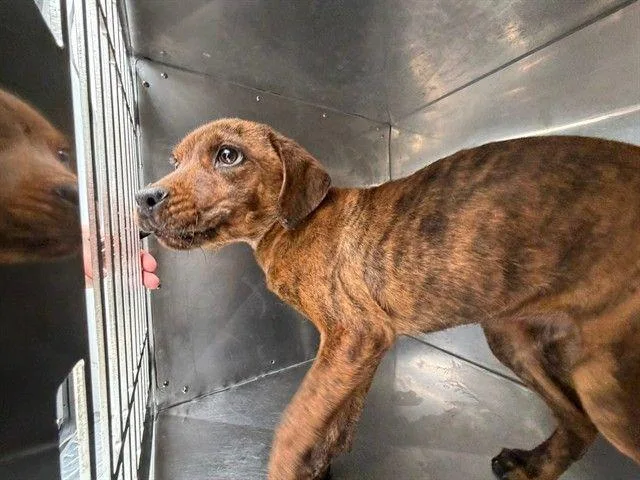 A young medium-sized female Mixed Breed dog named Brindle for adoption in Portland, ME
