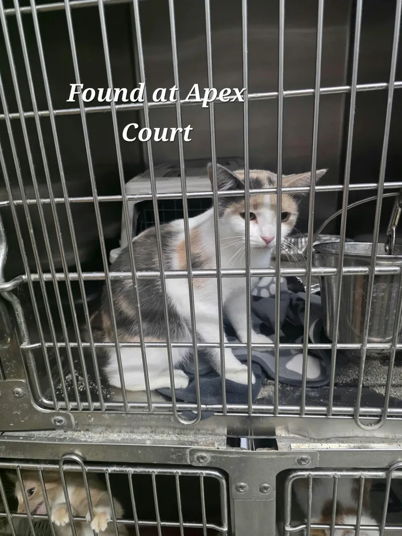 A baby medium-sized female Domestic Short Hair cat named Lovey for adoption in Detroit Lakes, MN