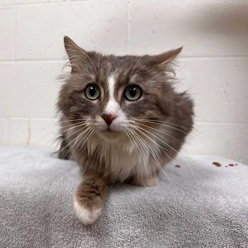 An adult medium-sized male Gray / Blue / Silver Domestic Medium Hair cat named Jasper for adoption in Harrisonburg, VA