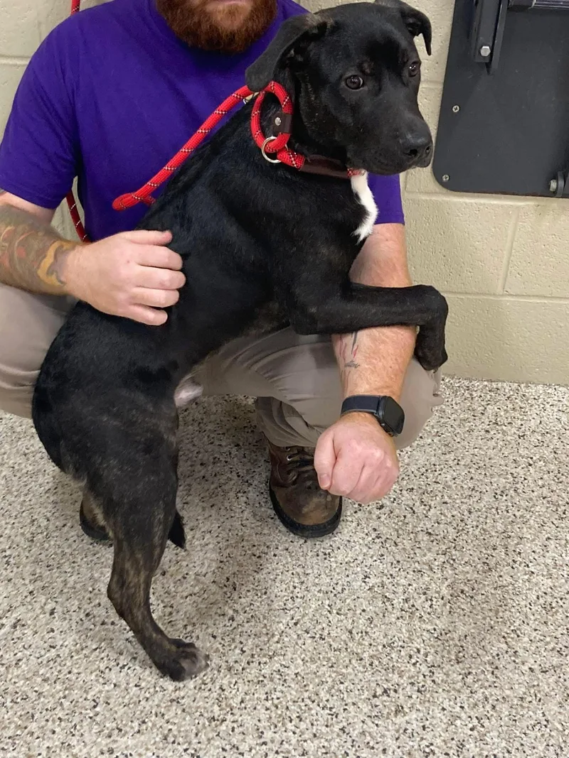 An adult medium-sized male Black Labrador Retriever dog named Adam for adoption in Youngstown, OH