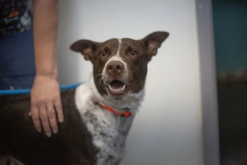 A young large-sized male German Shorthaired Pointer dog named Buddy for adoption in Mountain Home, AR