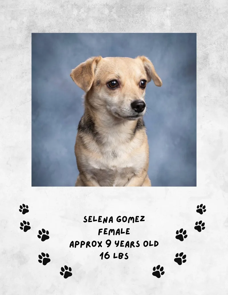 A young medium-sized female Chihuahua dog named Selena Gomez for adoption in Las Vegas, NM