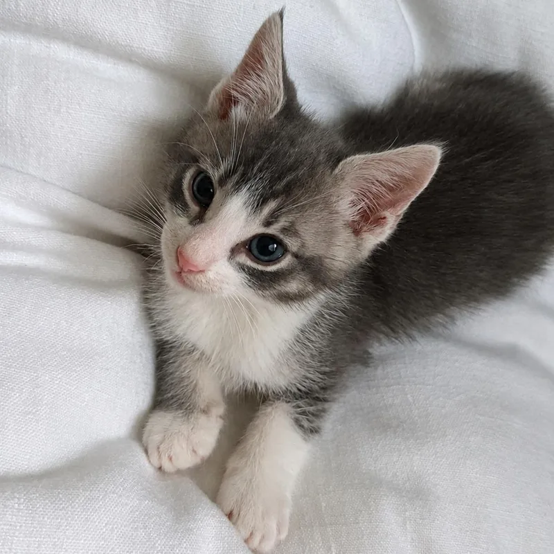 A baby medium-sized male Tabby (Gray / Blue / Silver) Tabby cat named Kiwi for adoption in San Juan Capistrano, CA