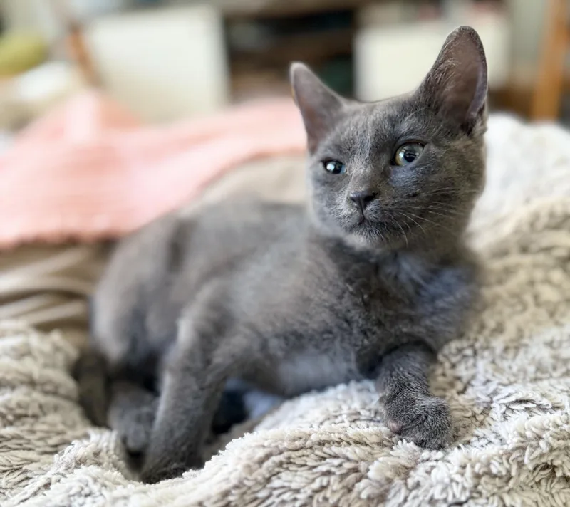 A baby medium-sized female Gray / Blue / Silver Domestic Short Hair cat named Violet for adoption in Lake Monroe, FL