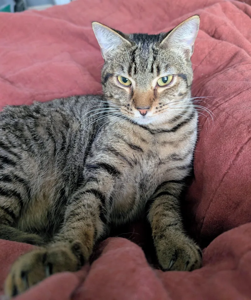 A young medium-sized male Tabby (Brown / Chocolate) Domestic Short Hair cat named Boingo for adoption in Pearland, TX
