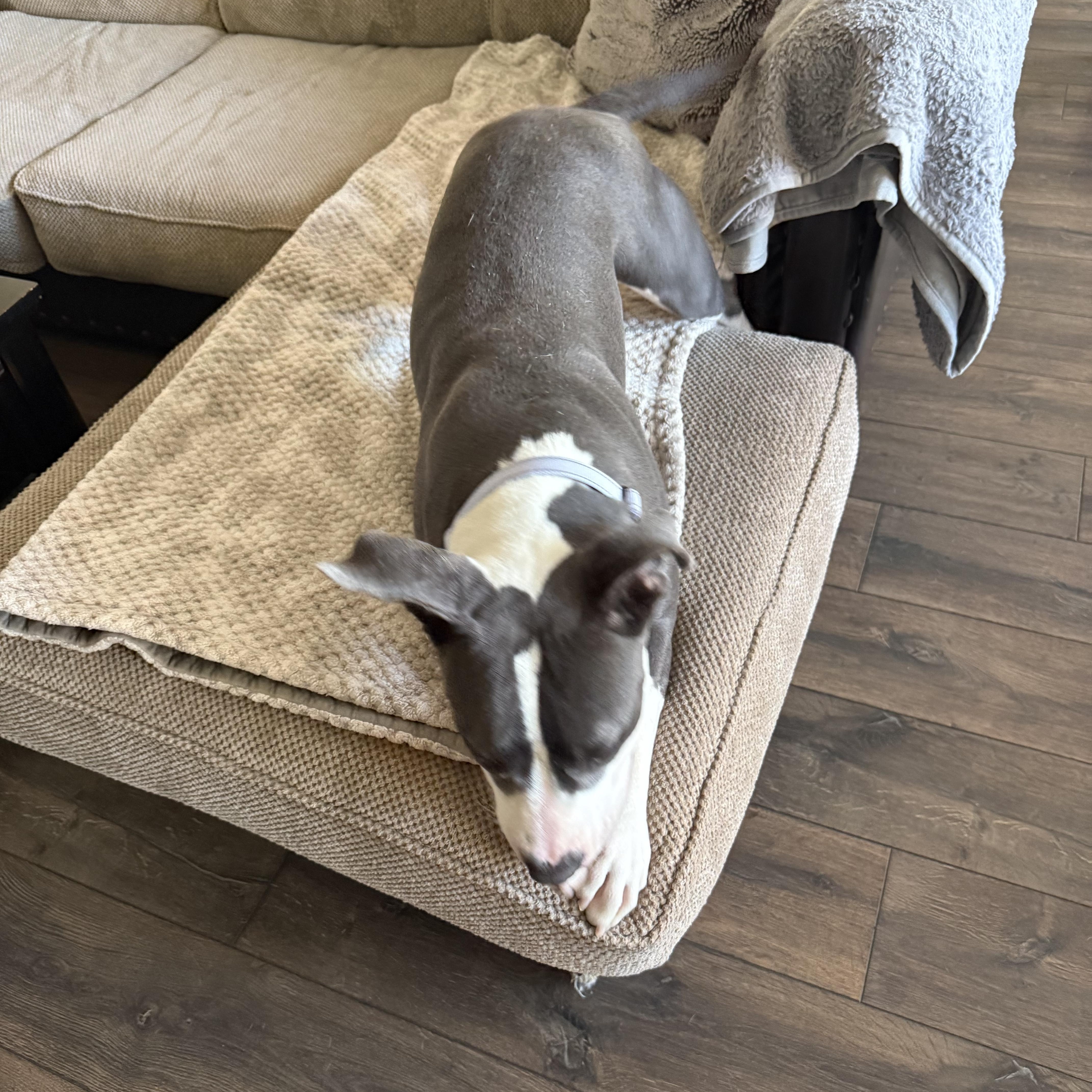 An adult medium-sized female Pit Bull Terrier dog named Melanie for adoption in Arvada, CO